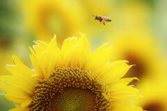 外食チェーン店のお花畑（ひまわり・ミツバチ）