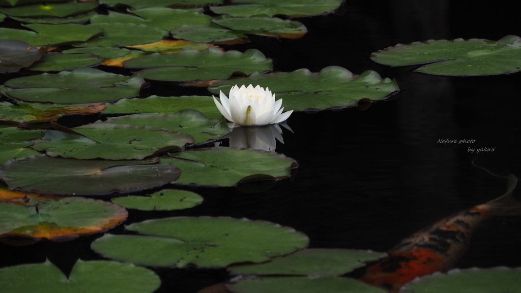 水無月