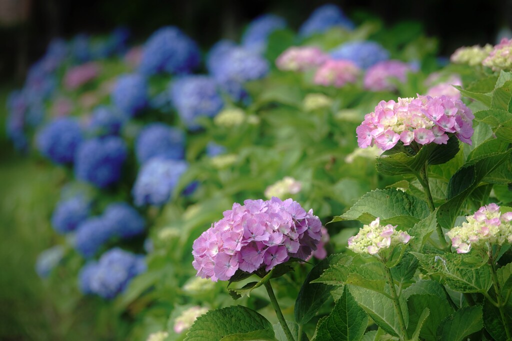 紫陽花（花菖蒲園）