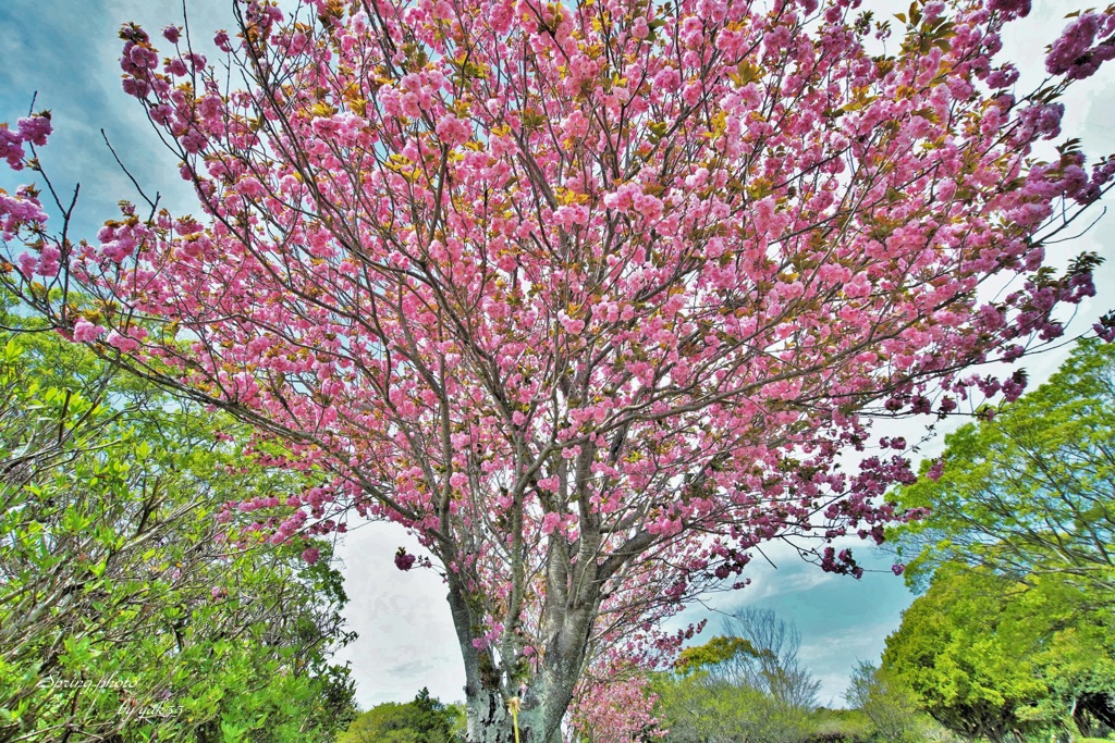 八重桜３（満開）