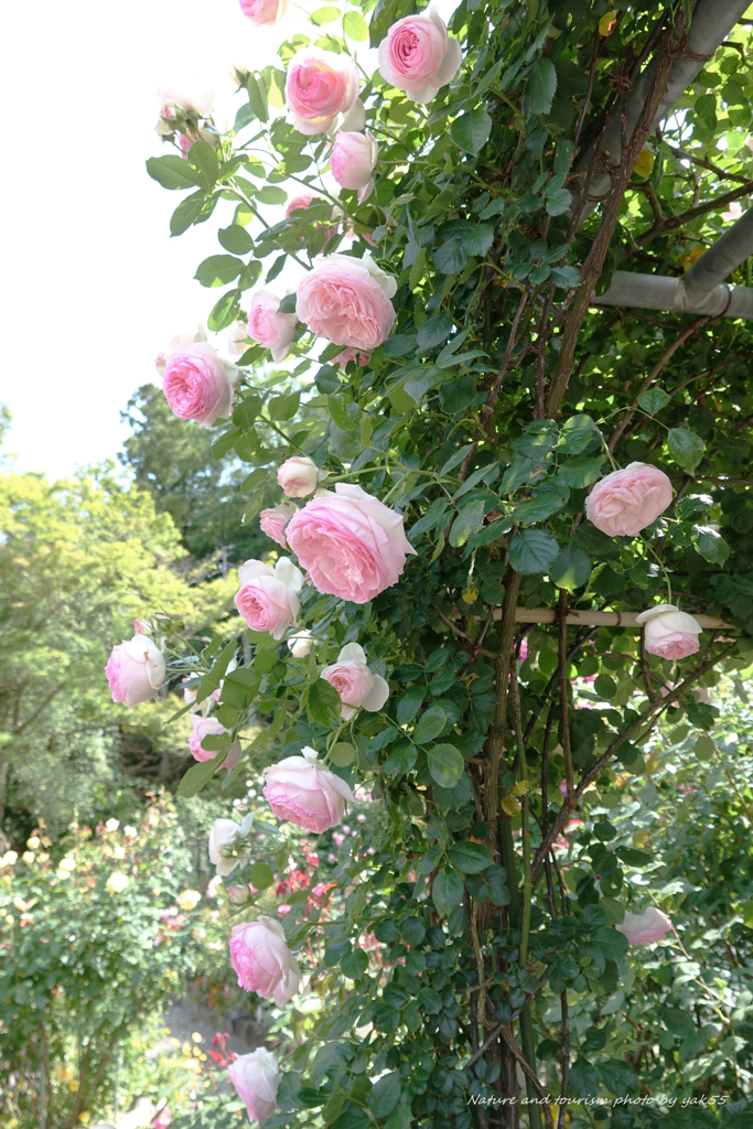 flower arch