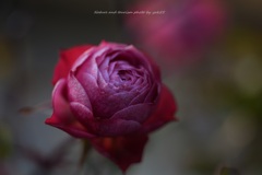 自宅薔薇