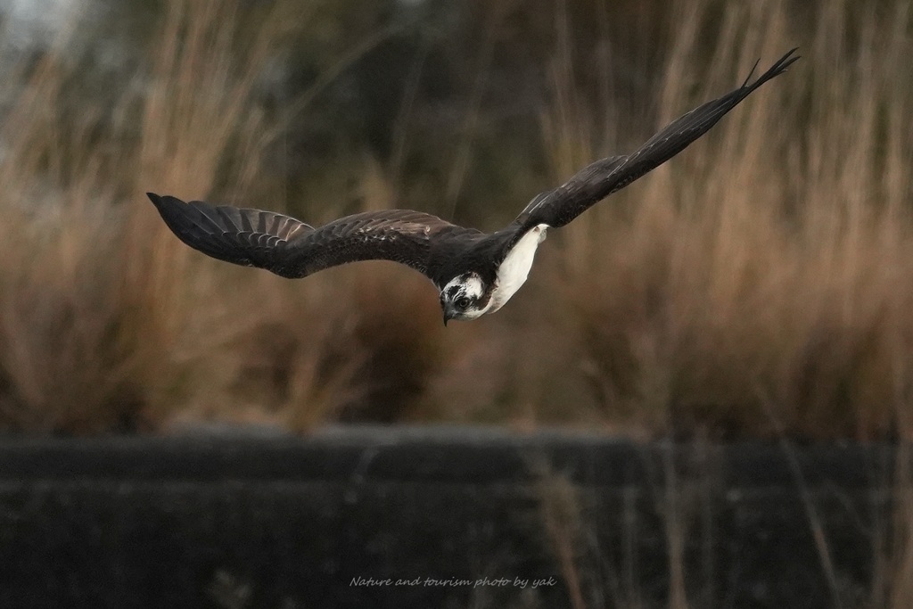 年の瀬ロックオン