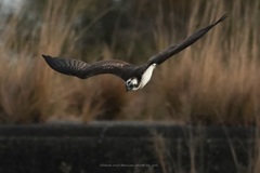 年の瀬ロックオン