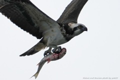 年の暮れに大物！