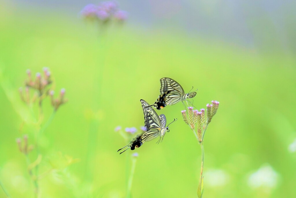 花から花へと（ナミアゲハ）