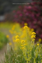 小川はもう春？