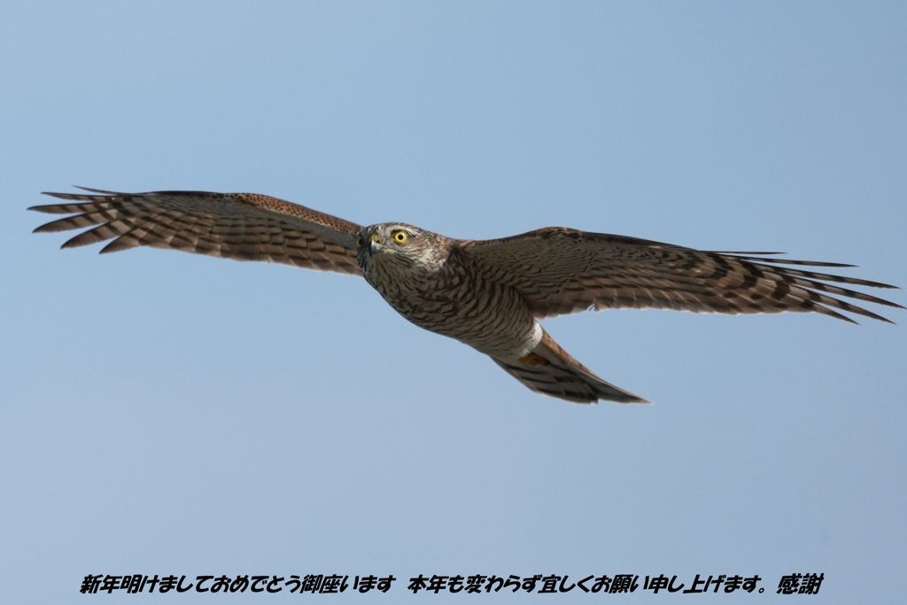 本年も宜しくお願い致します。