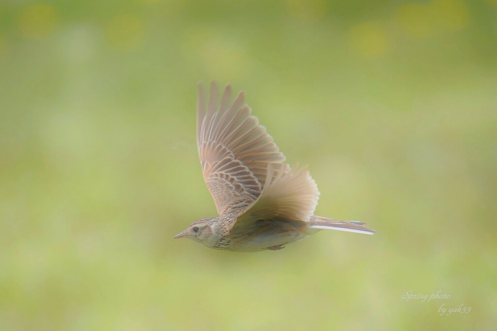 春の中を・・（ヒバリ）