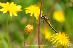 yellow & yellow