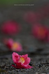 椿