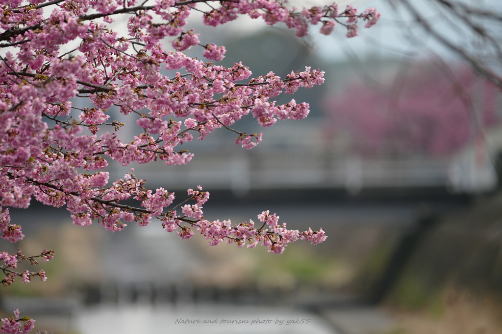 春の小川