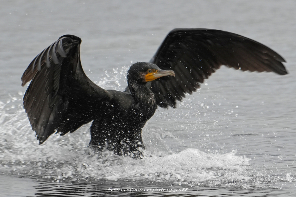 新年明けましておめでとうございます