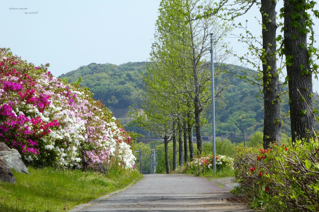 春の歩道