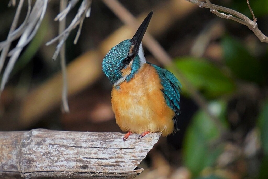 どこ見てんの？（カワセミ♂）