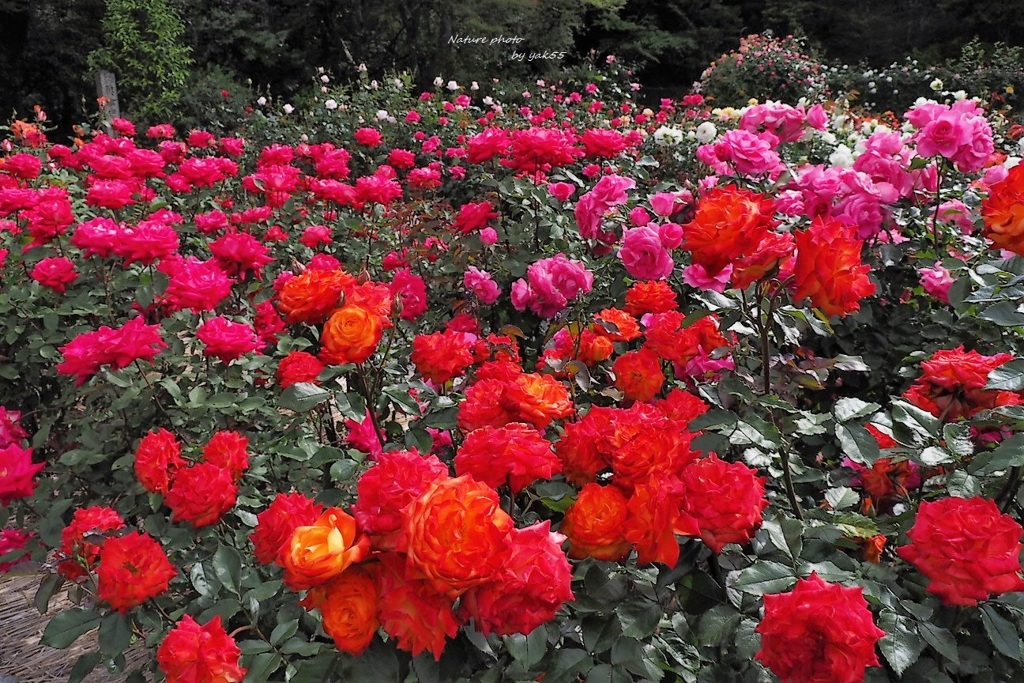 薔薇・薔薇・薔薇