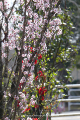 木瓜