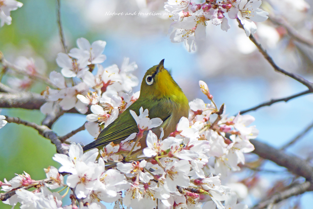 春を思う