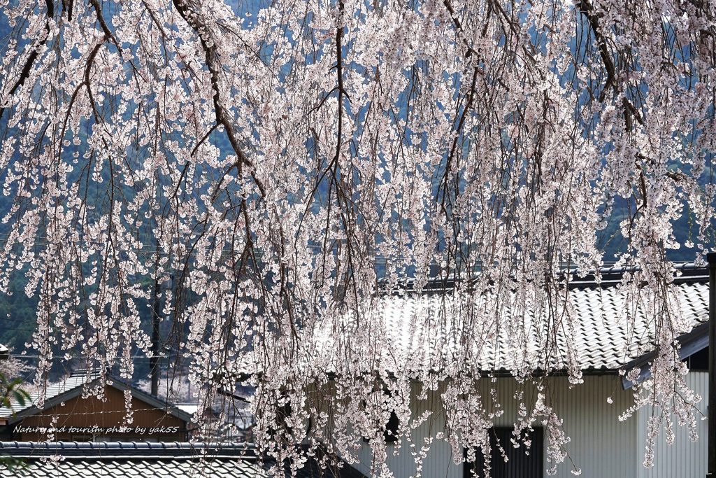 枝垂れる