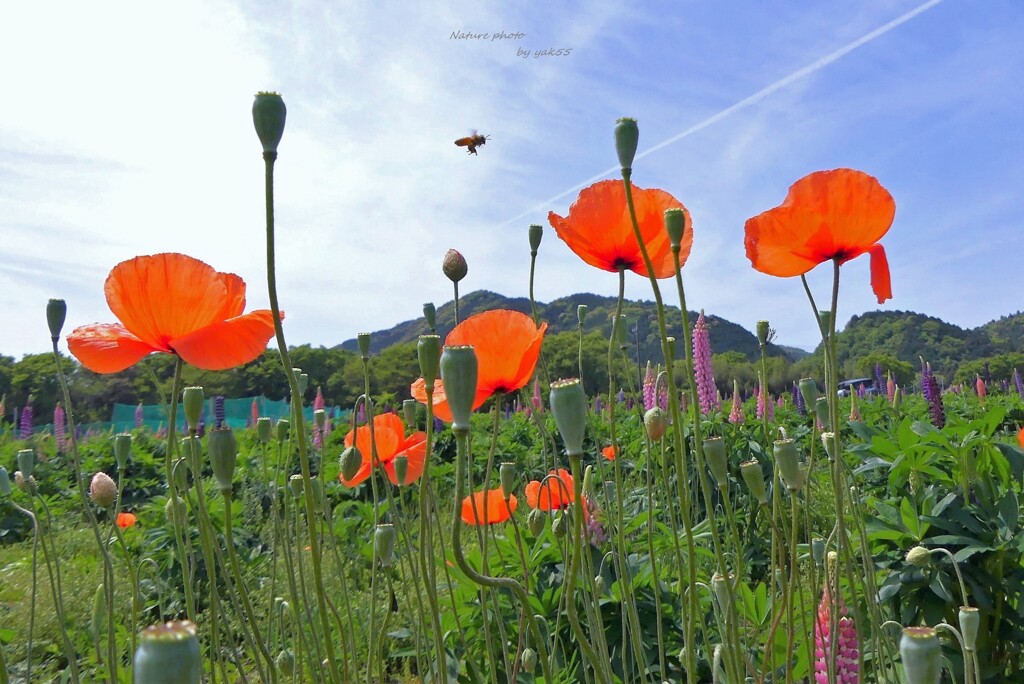 春の花園