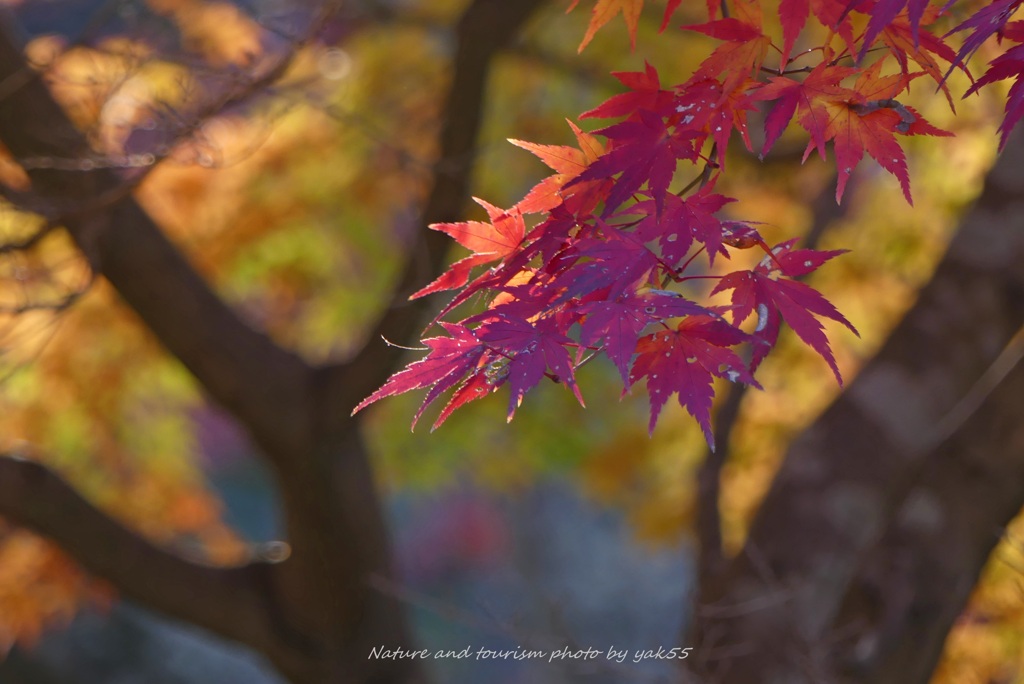 師走の紅葉
