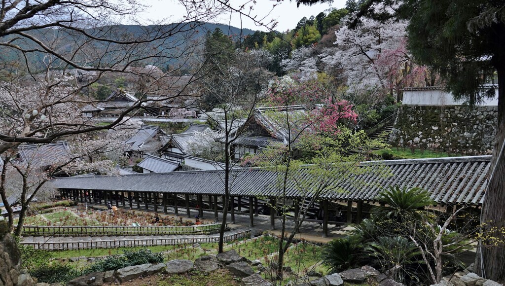 春寺院（長谷寺シリーズ）