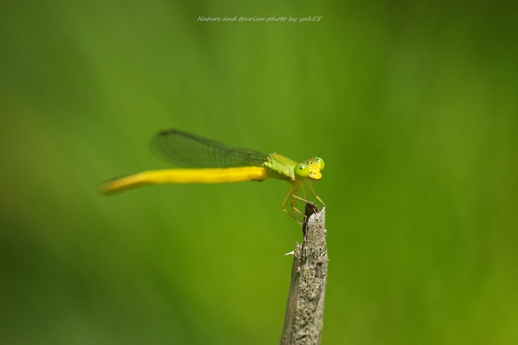 yellow