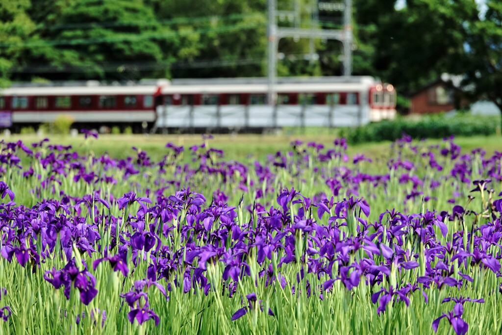 近鉄（花菖蒲・原種）