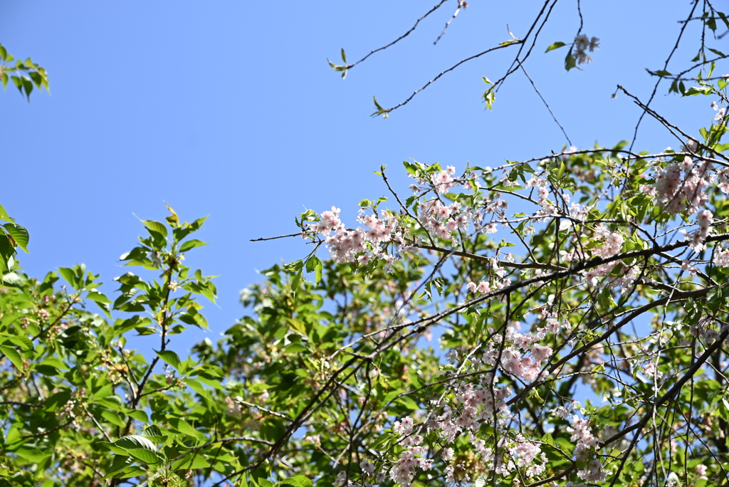 桜
