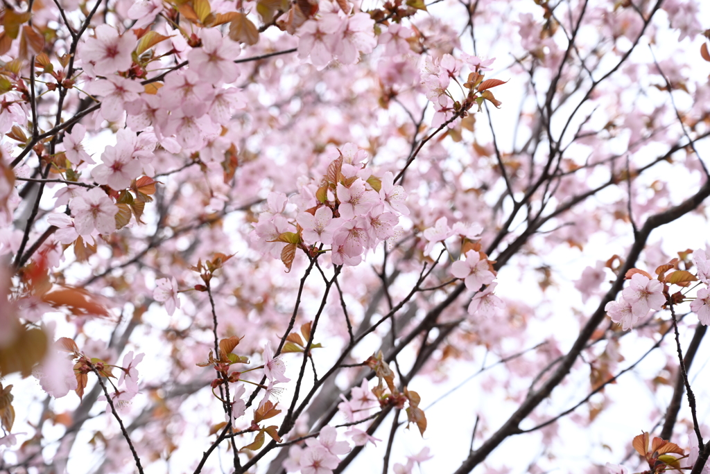 桜