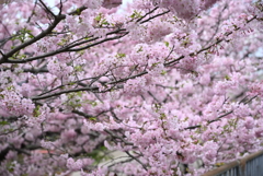 桜