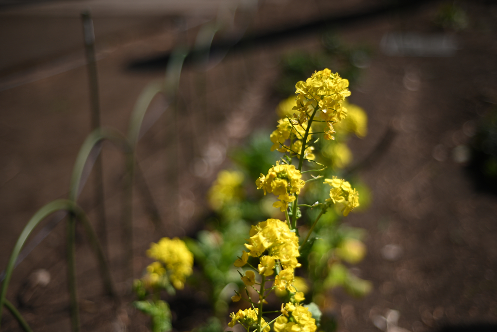菜の花