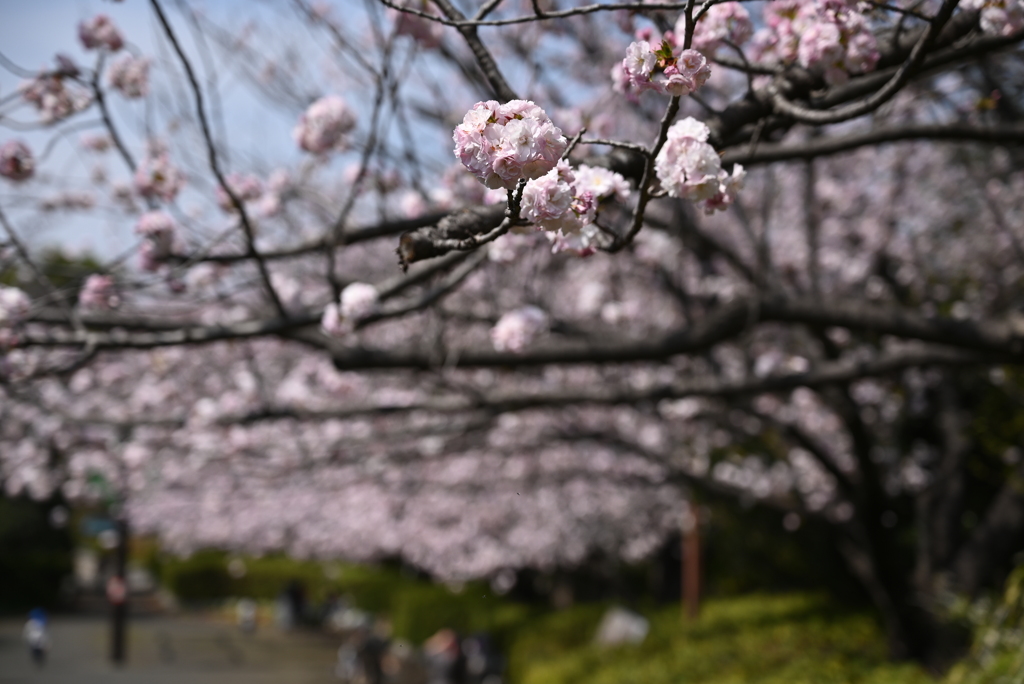 桜