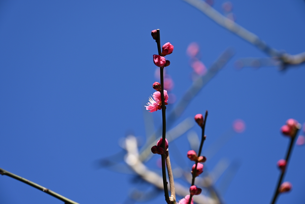 梅