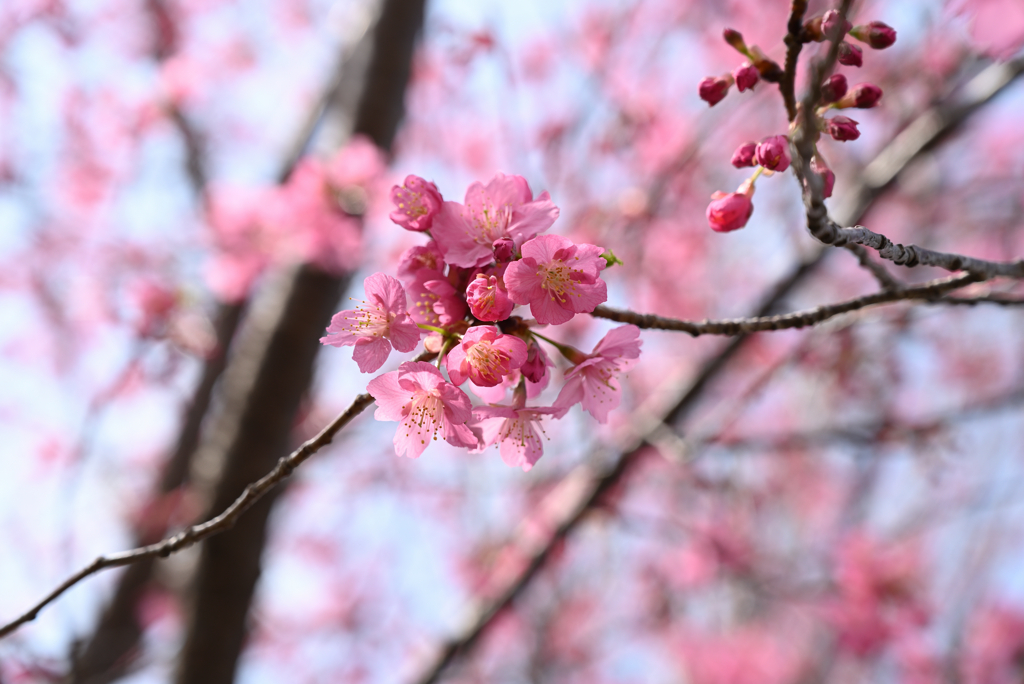 桜