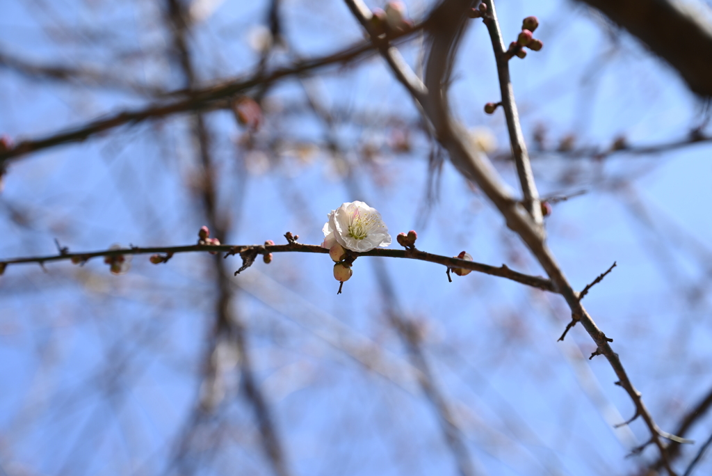 梅