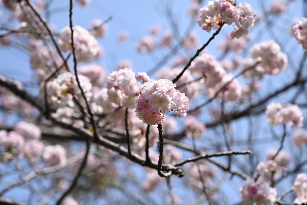 桜