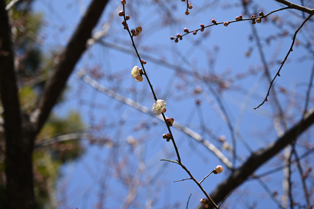 梅