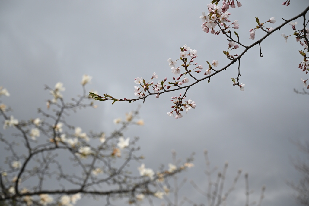 桜