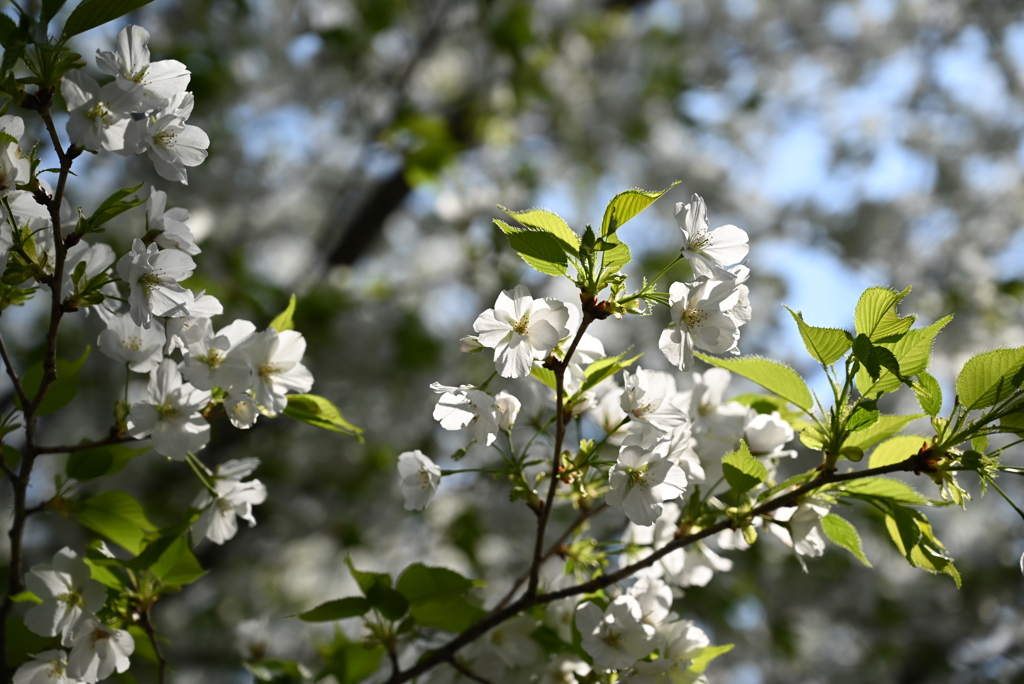 桜