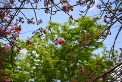 八重桜