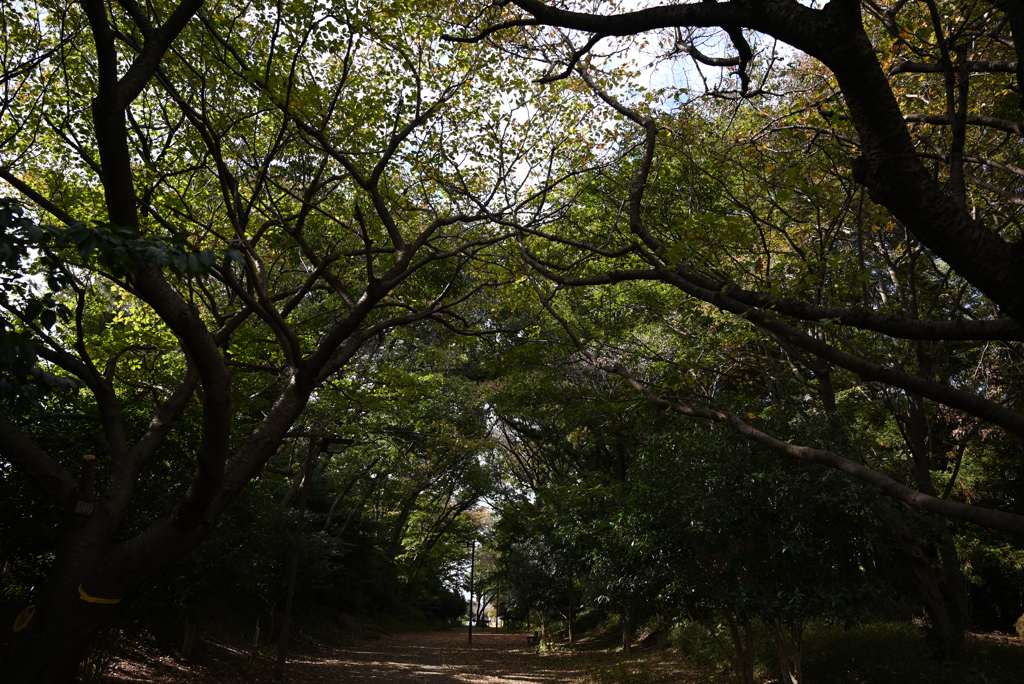 山桜