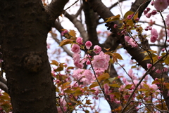 八重桜