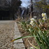 散歩道 VII