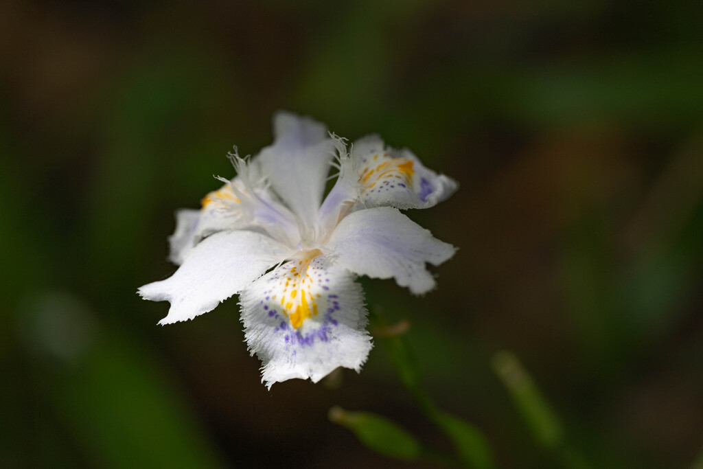 木陰の花