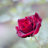 魅惑の赤薔薇