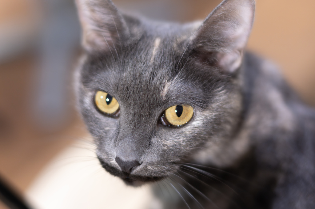 Cat Eye
