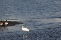 鳥のいる浜辺