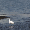 鳥のいる浜辺