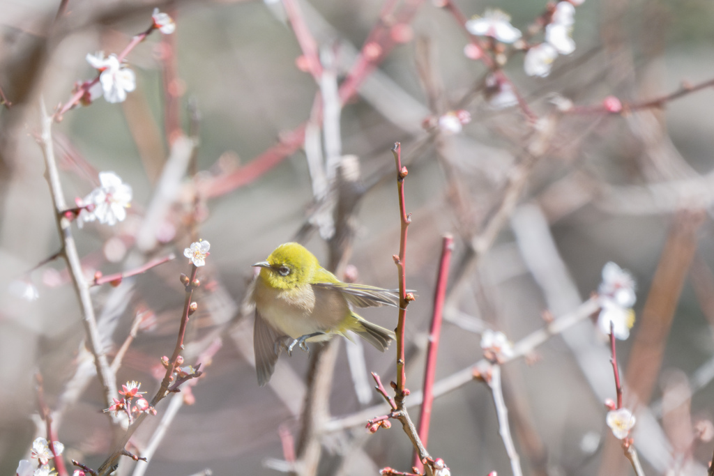 春を進む